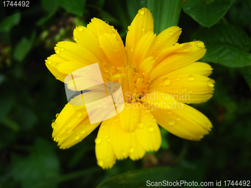 Image of beautiful flower of yellow calendula