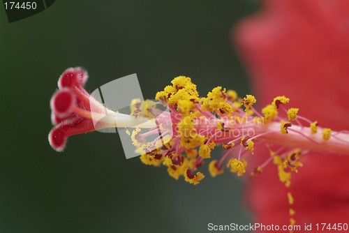 Image of Close-up of hibiscus flower