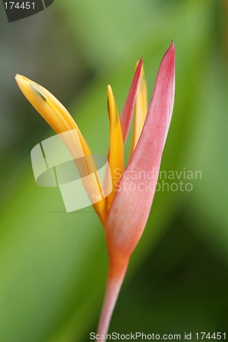 Image of Bird of paradise flower