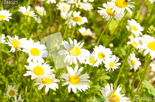Image of camomiles