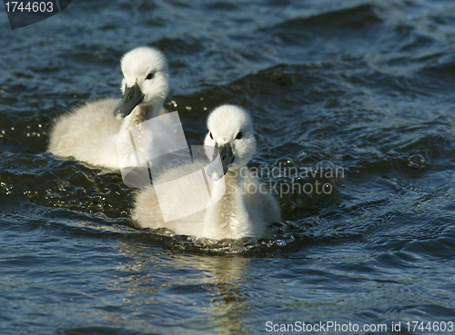 Image of Young Muted Swan