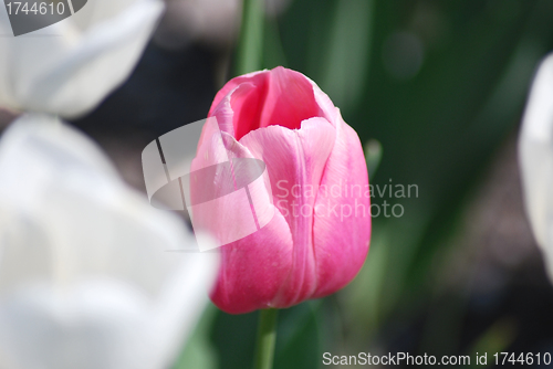 Image of One pink tulip on white tulips in background