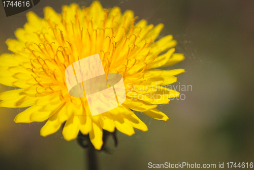 Image of coltsfoot bloom  on green background  - Tussilago farfara in mac