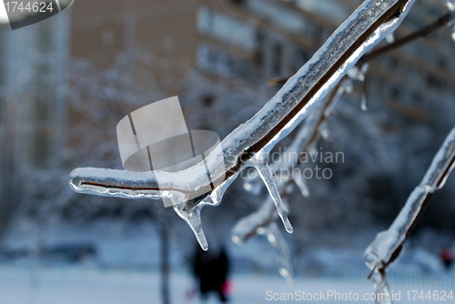 Image of sun sparkled the tree branch in ice