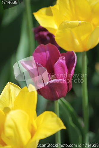 Image of One violet tulip and two yellow tulips ,flowers background