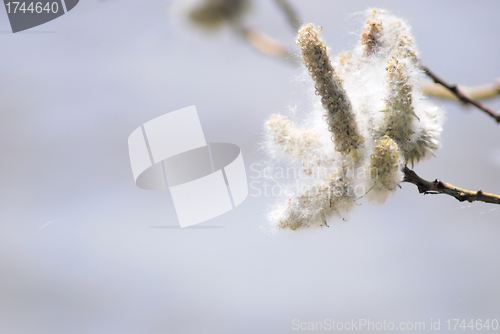 Image of poplar down on water background at the summer, cottonwood fluff 