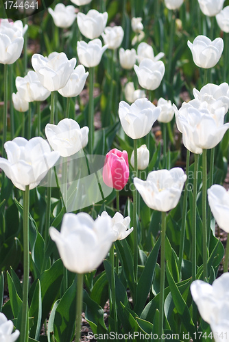 Image of One pink tulip on white tulips in background