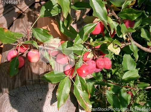Image of red berry 