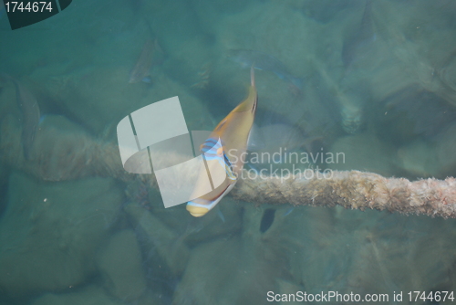 Image of fish in red sea