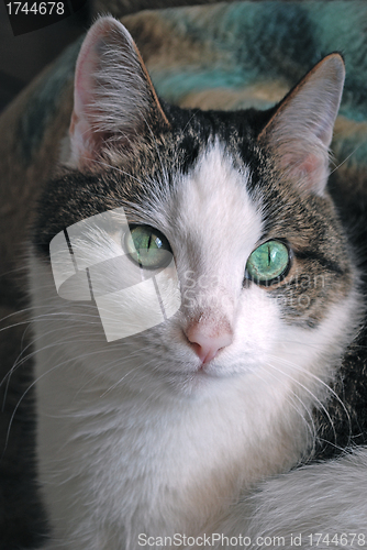 Image of Green eyed cat close up