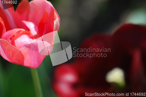 Image of Two red and pink  tulips ,flowers background  