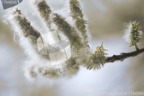 Image of poplar down on water background at the summer, cottonwood fluff 