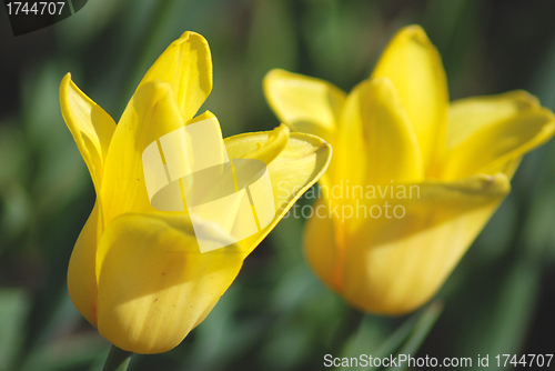 Image of Two yellow tulips close up ,flowers background   