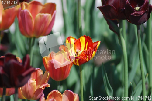 Image of flowers background from tulips 