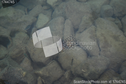 Image of fish in red sea