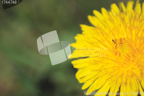 Image of coltsfoot bloom  on green background  - Tussilago farfara in mac