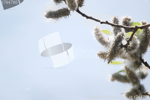 Image of poplar down on water background at the summer, cottonwood fluff 