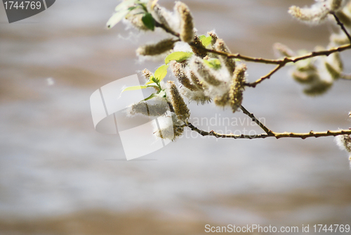 Image of poplar down on water background at the summer, cottonwood fluff 