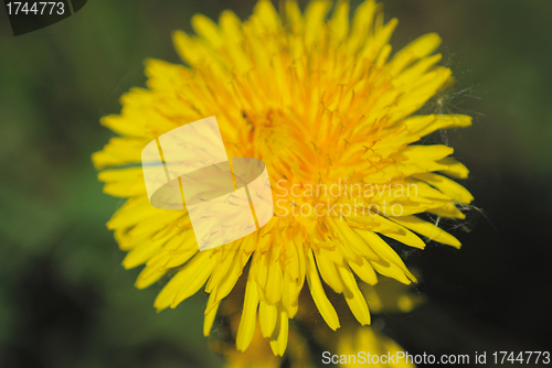 Image of coltsfoot bloom  on green background  - Tussilago farfara in mac