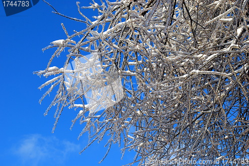 Image of sun sparkled the tree branch in ice on a blue sky background 