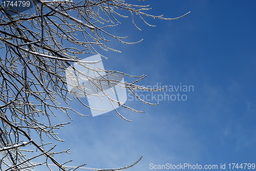 Image of sun sparkled the tree branch in ice on a blue sky background 