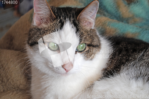 Image of Green eyed cat close up