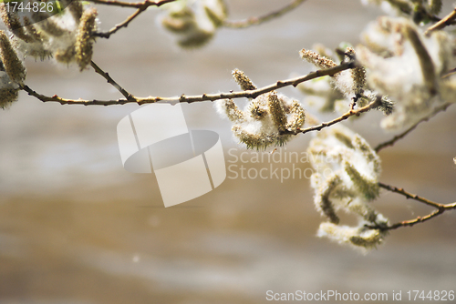 Image of poplar down on water background at the summer, cottonwood fluff 