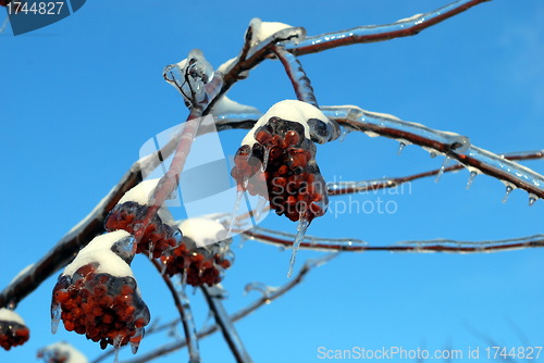 Image of sun sparkled the tree branch in ice