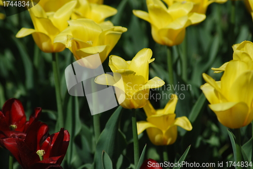 Image of flowers background from tulips 