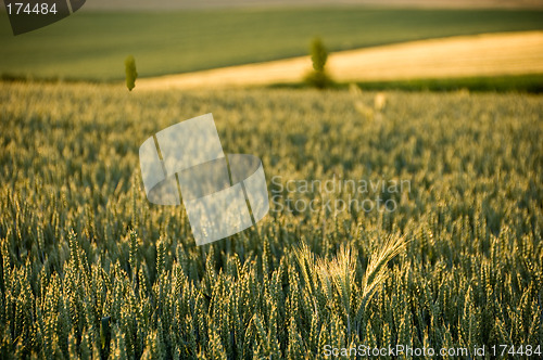 Image of Backlit