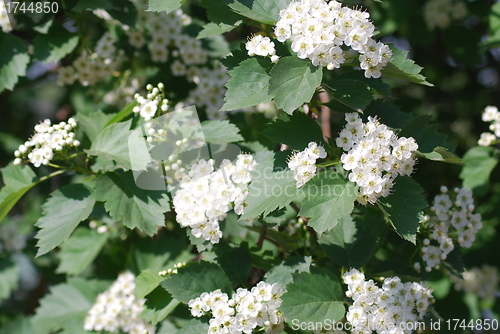 Image of apple blossom close-up - white flowers