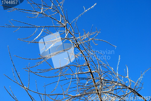 Image of sun sparkled the tree branch in ice on a blue sky background 