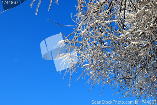 Image of sun sparkled the tree branch in ice on a blue sky background 