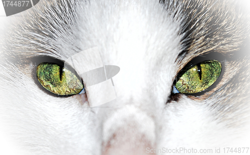 Image of Green eyed cat close up