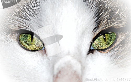 Image of Green eyed cat close up