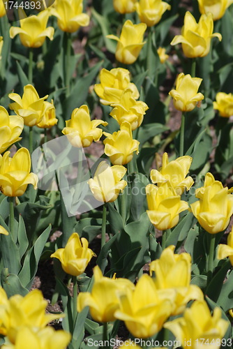 Image of flowers background from tulips 