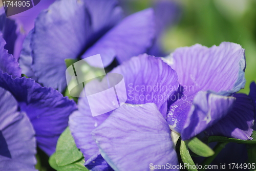 Image of violet flowers background 
