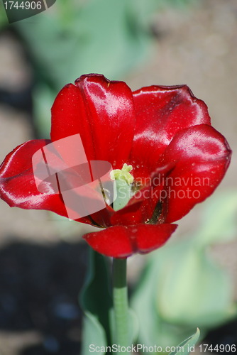 Image of tulip in macro - flowers background close up