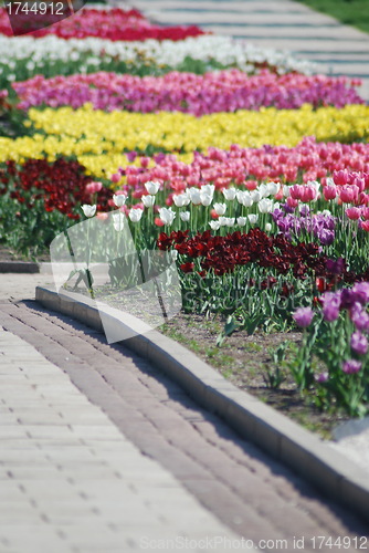 Image of colorful tulips rows  - flowerbed in city park