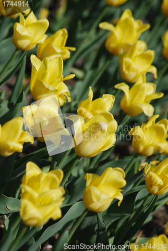 Image of flowers background from tulips 