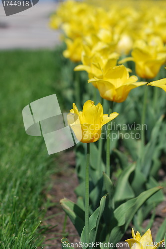 Image of flowers background from tulips 