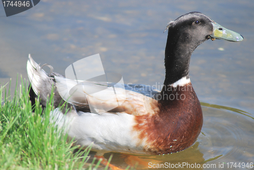 Image of  floating mallard 