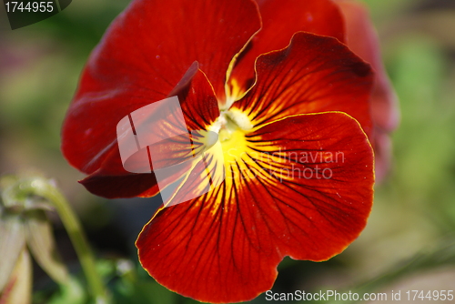 Image of pansy in macro - flowers background close up