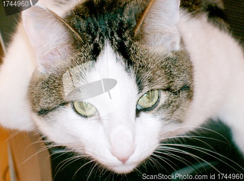 Image of Green eyed cat close up