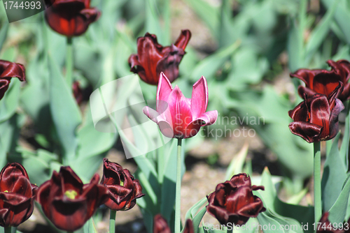 Image of One pink tulip on red tulips in background
