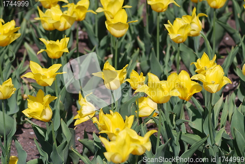 Image of flowers background from tulips 