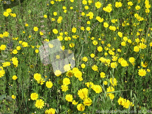 Image of Daisies