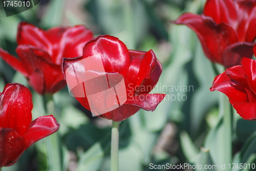 Image of flowers background from tulips 