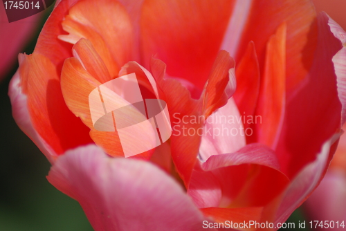 Image of tulip in macro - flowers background close up
