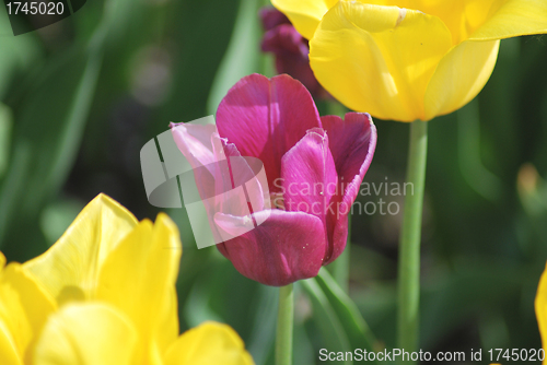 Image of One violet tulip and two yellow tulips ,flowers background